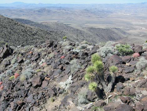 Blue Diamond Cholla (Cylindropuntia multigeniculata)