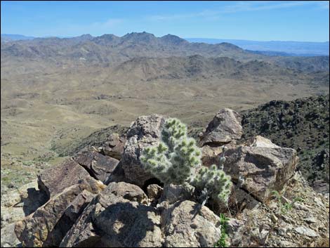 Blue Diamond Cholla (Cylindropuntia multigeniculata)