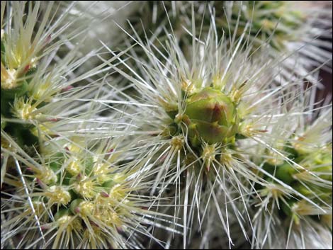 Blue Diamond Cholla (Cylindropuntia multigeniculata)