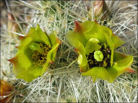 Blue Diamond Cholla (Cylindropuntia multigeniculata)