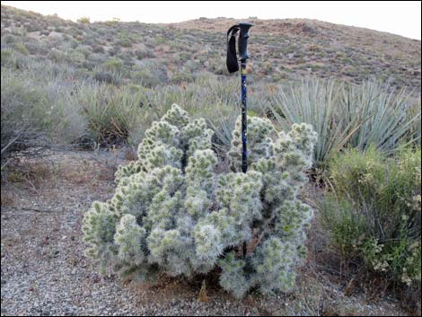 Blue Diamond Cholla (Cylindropuntia multigeniculata)