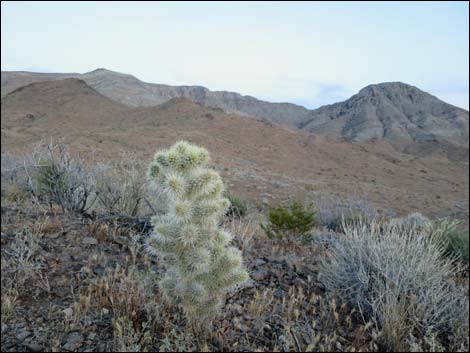 Blue Diamond Cholla (Cylindropuntia multigeniculata)