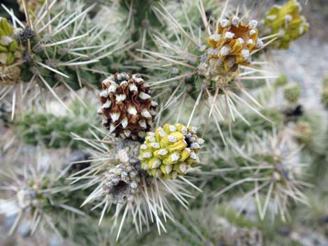 Blue Diamond Cholla (Cylindropuntia multigeniculata)