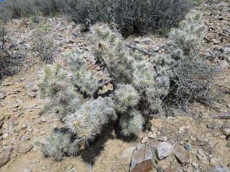 Blue Diamond Cholla (Cylindropuntia multigeniculata)