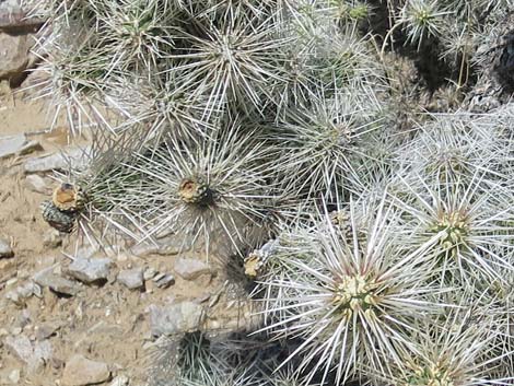 Blue Diamond Cholla (Cylindropuntia multigeniculata)