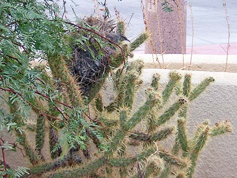 Teddybear Cholla (Opuntia bigelovii)