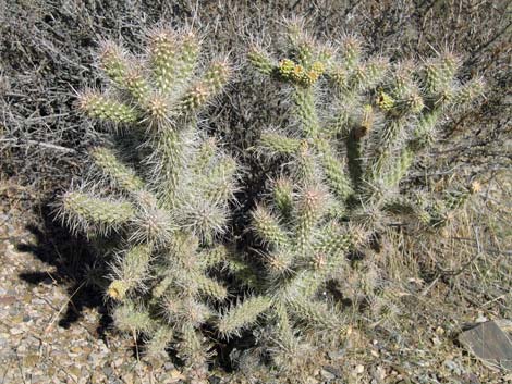 Whipple Cholla (Cylindropuntia whipplei)