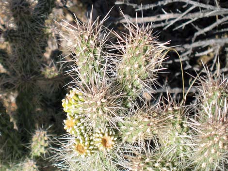 Whipple Cholla (Cylindropuntia whipplei)