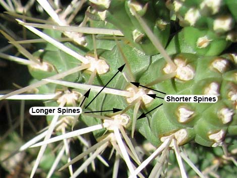 Whipple Cholla (Cylindropuntia whipplei)