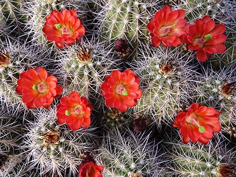 Baker Kingcup Cactus (Echinocereus bakeri)