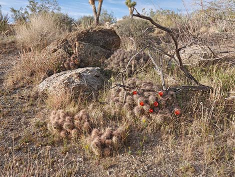 Baker Kingcup Cactus (Echinocereus bakeri)