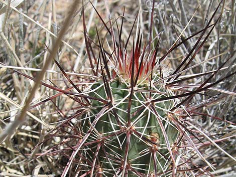 Engelmann's Hedgehog Cactus (Echinocereus engelmannii)