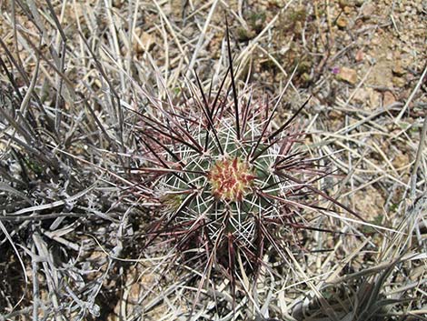 Engelmann's Hedgehog Cactus (Echinocereus engelmannii)