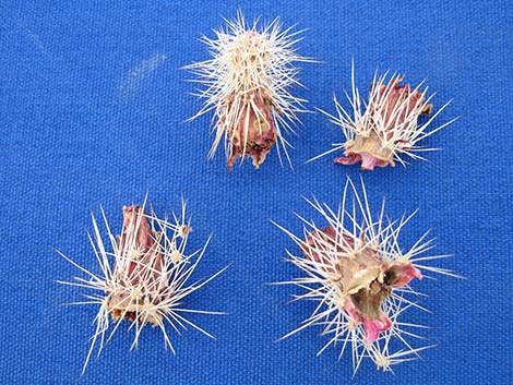 Engelmann's Hedgehog Cactus (Echinocereus engelmannii)