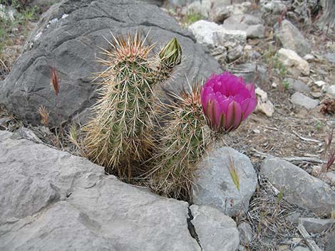 Engelmann's Hedgehog Cactus (Echinocereus engelmannii)