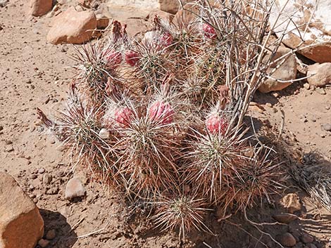 Engelmann's Hedgehog Cactus (Echinocereus engelmannii)