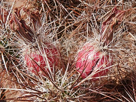 Engelmann's Hedgehog Cactus (Echinocereus engelmannii)