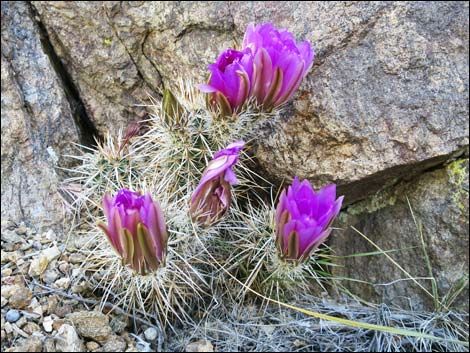 Engelmann's Hedgehog Cactus (Echinocereus engelmannii)