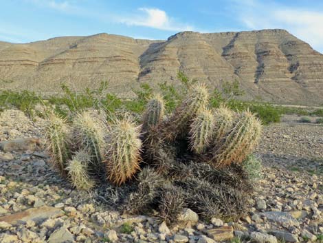 Engelmann's Hedgehog Cactus (Echinocereus engelmannii)