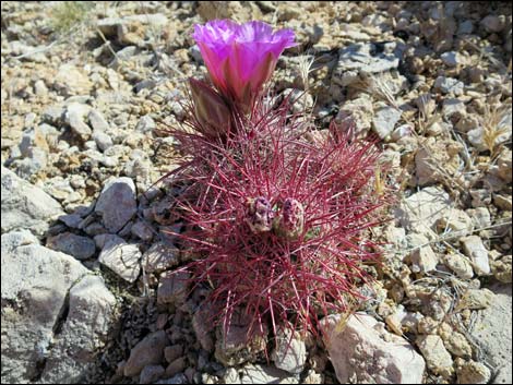 Johnson's Fishhook Cactus (Echinomastus johnsonii)