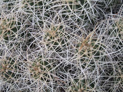 Mojave Kingcup Cactus (Echinocereus mojavensis)