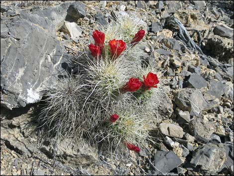 Mojave Kingcup Cactus (Echinocereus mojavensis)