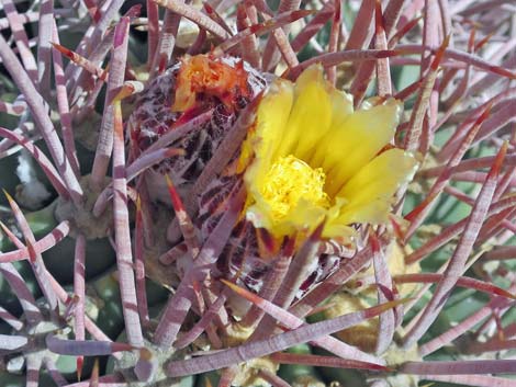 Cottontop Cactus (Echinocactus polycephalus)