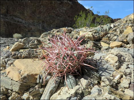 Cottontop Cactus (Echinocactus polycephalus)