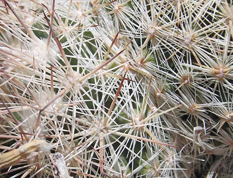 Spinystar (Escobaria vivipara var. rosea)