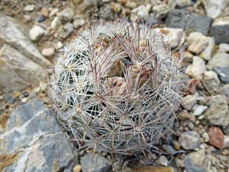 Spinystar (Escobaria vivipara var. rosea)