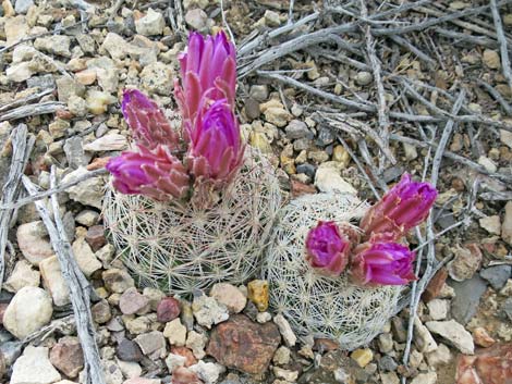 Spinystar (Escobaria vivipara var. rosea)