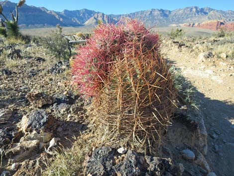 California Barrel Cactus (Ferocactus cylindraceus)