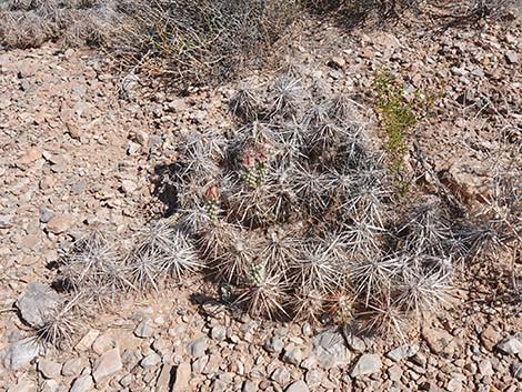 Matted Cholla (Opuntia parishii)