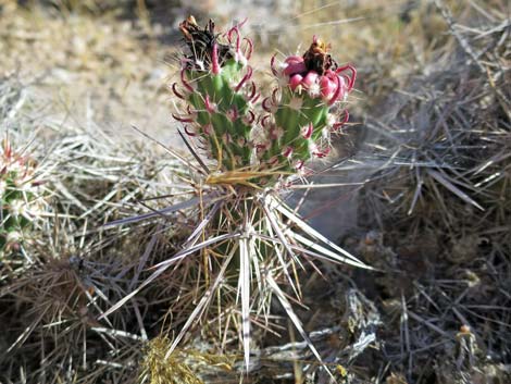 Matted Cholla (Opuntia parishii)