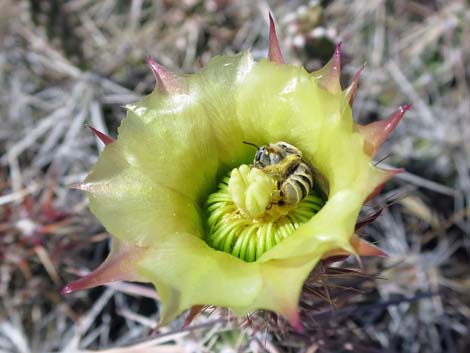 Matted Cholla (Opuntia parishii)