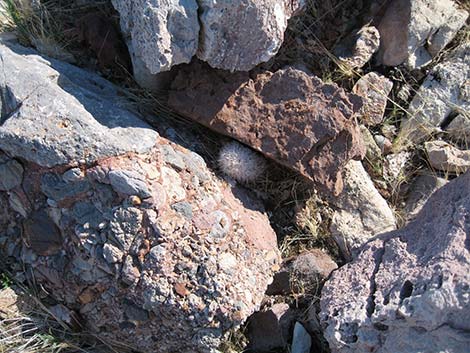 Common Fishhook Cactus (Cochemiea tetrancistra)