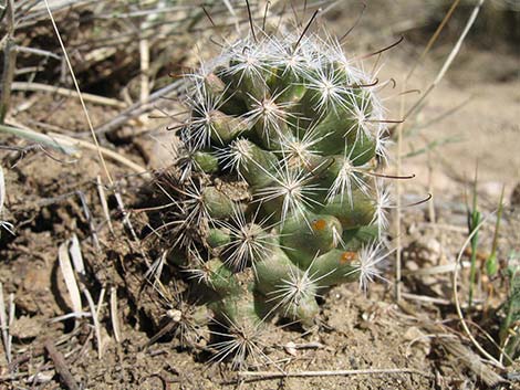 Common Fishhook Cactus (Cochemiea tetrancistra)