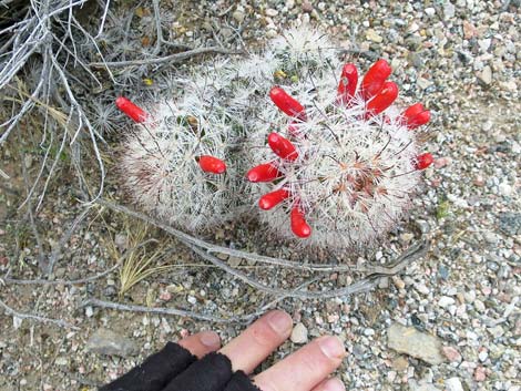 Common Fishhook Cactus (Cochemiea tetrancistra)