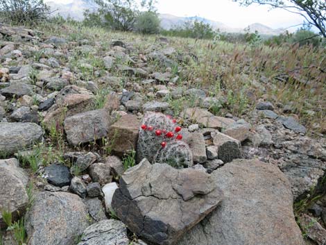 Common Fishhook Cactus (Cochemiea tetrancistra)