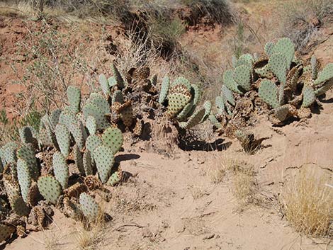 Beavertail Pricklypear (Opuntia basilaris)