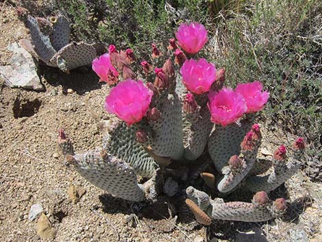 Beavertail Pricklypear (Opuntia basilaris)