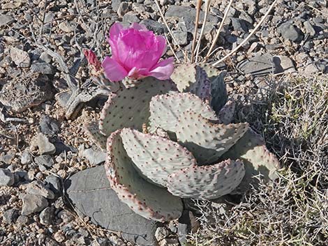 Beavertail Pricklypear (Opuntia basilaris)