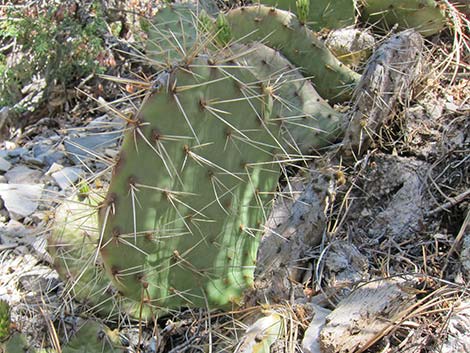 Charleston Mountain Pricklypear (Opuntia charlestonensis)