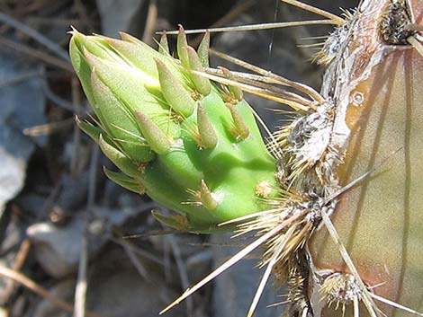 Charleston Mountain Pricklypear (Opuntia charlestonensis)