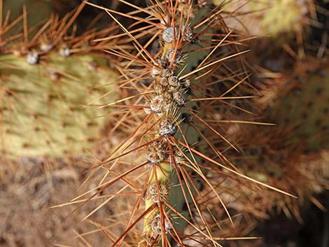 Searchlight Pricklypear (Opuntia curvispina)