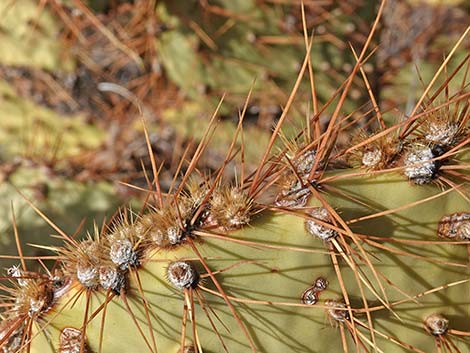 Searchlight Pricklypear (Opuntia curvispina)