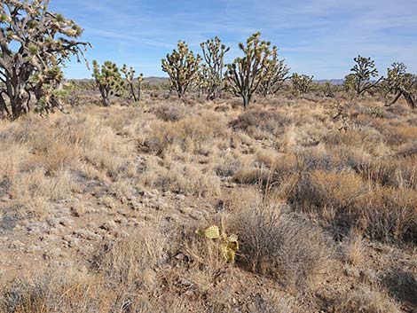 Searchlight Pricklypear (Opuntia curvispina)