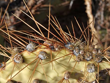 Searchlight Pricklypear (Opuntia curvispina)