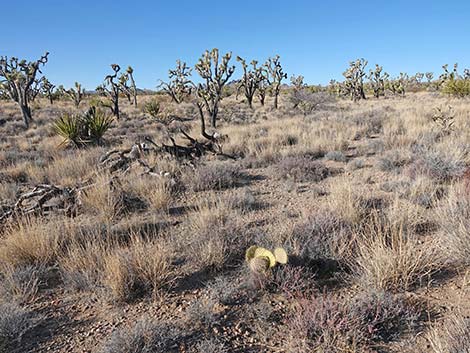 Searchlight Pricklypear (Opuntia curvispina)