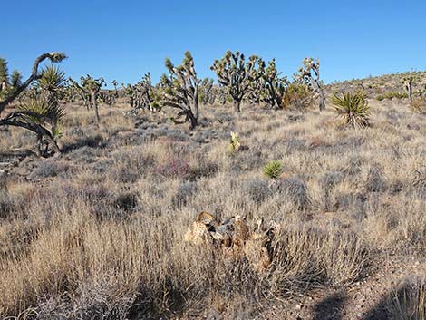 Searchlight Pricklypear (Opuntia curvispina)